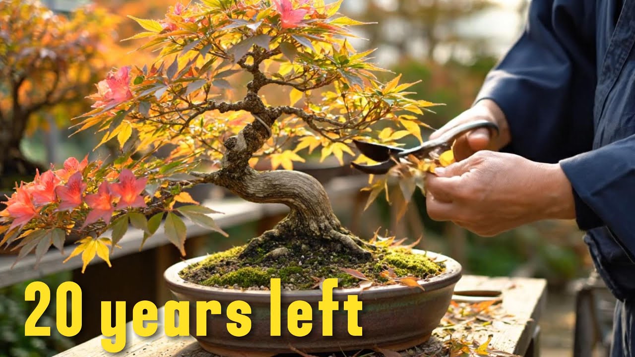 Azalea Bonsai Journey – Tiny Cutting to Stunning Flowers