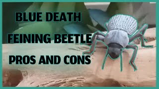 Pros And Cons Of Keeping Blue Death Feigning Beetles!
