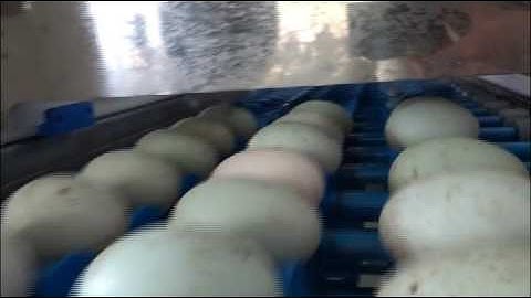 DT 10,000 eggs of egg grading machine