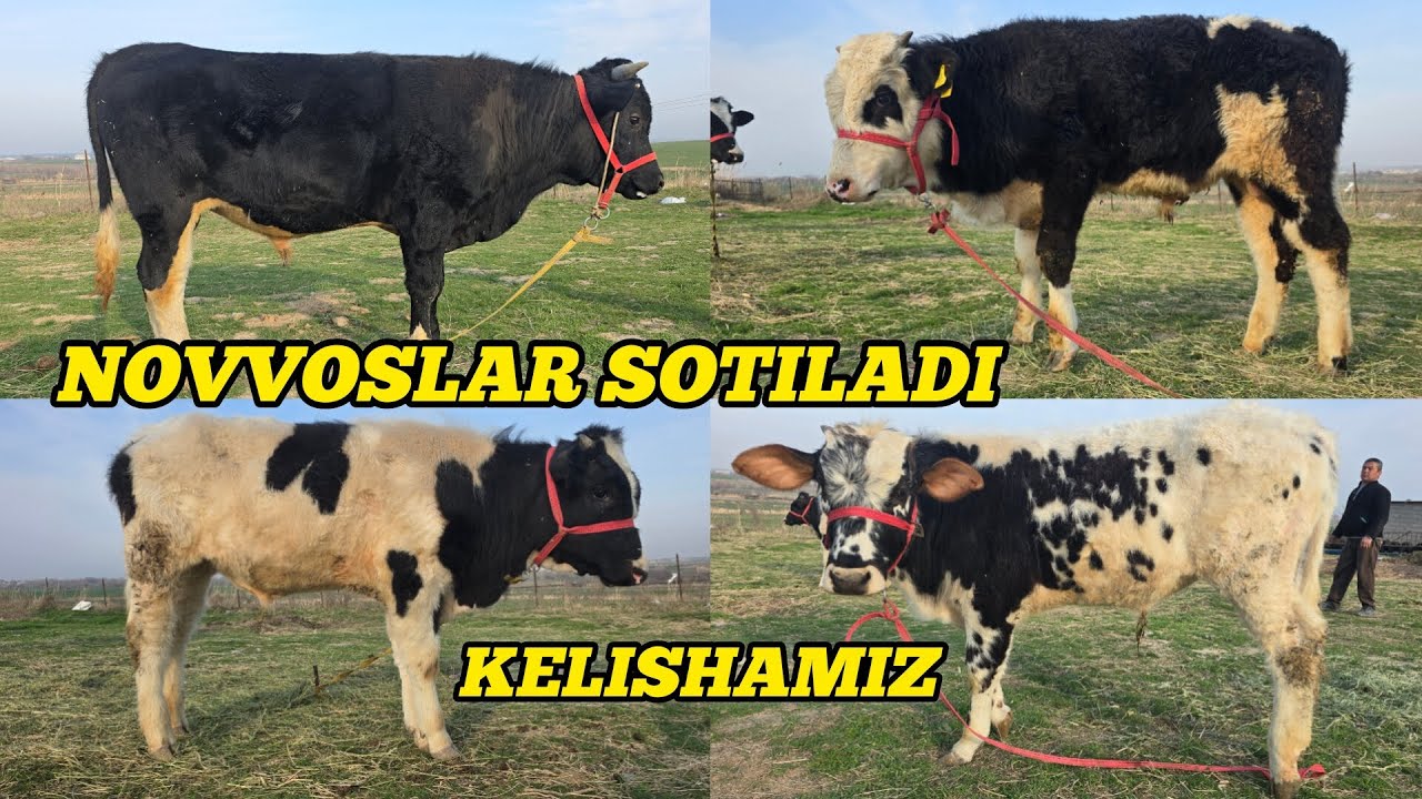 SAMARQAND NUROBOD QIZIL QUYOSH QISHLOG'IDA 