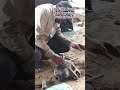 JCB 3DX Front Repairing Bush Spindle Chenge #shorts #shortsviral #shortvideo #shortsfeed #viralvideo