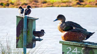 Relaxing Video #2 Pacific Black Duck | Australian Wildlife 4K