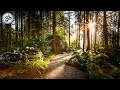 Relaxing with Nature Sounds, Forest , Sleep, Meditation