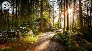 Relaxing Music with Nature Sounds, Forest  Music, Sleep Music, Meditation Music screenshot 1