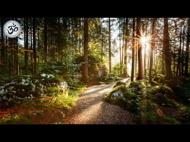 Relaxing Music with Nature Sounds, Forest  Music, Sleep Music, Meditation Music class=
