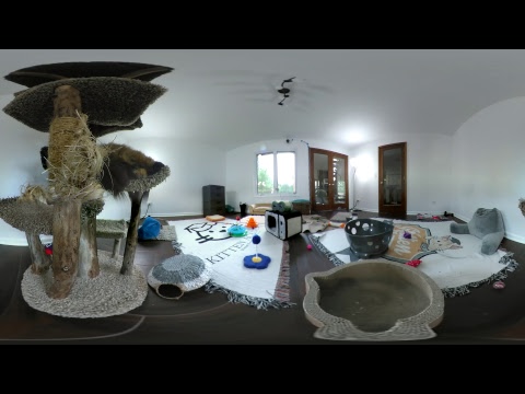cats inn Kitten VR 360 for 2017-08-04
