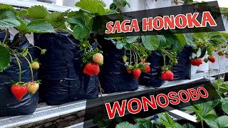 panen strawberry saga honoka di wonosobo