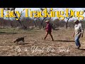 Lacy Tracking Dog On a Short Doe Track