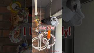 Einstein loves to fly to the camera during his livestreams.  He made a few fly-by attempts. #shorts