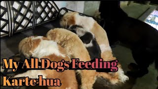 My All Dogs Feeding Time ll Gad ll Shih Tzu ll Maltese 🐶 by Abhay Pets Lover 197 views 7 days ago 6 minutes, 10 seconds