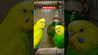 Singing Lovely Budgie Sound🦜♥️🎶 #shorts #shortsfeed #youtubeshorts #fyp #birds