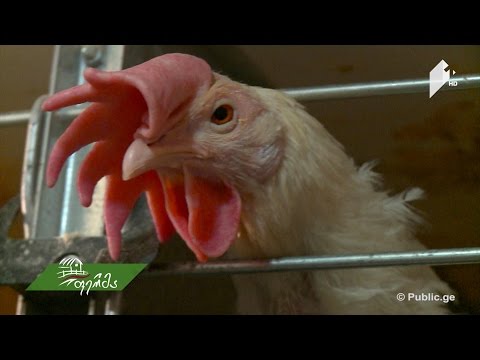 ვიდეო: ზამთარში ქათმებში კვერცხის წარმოების ზრდა