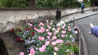 Tulips in Cesky Krumlov