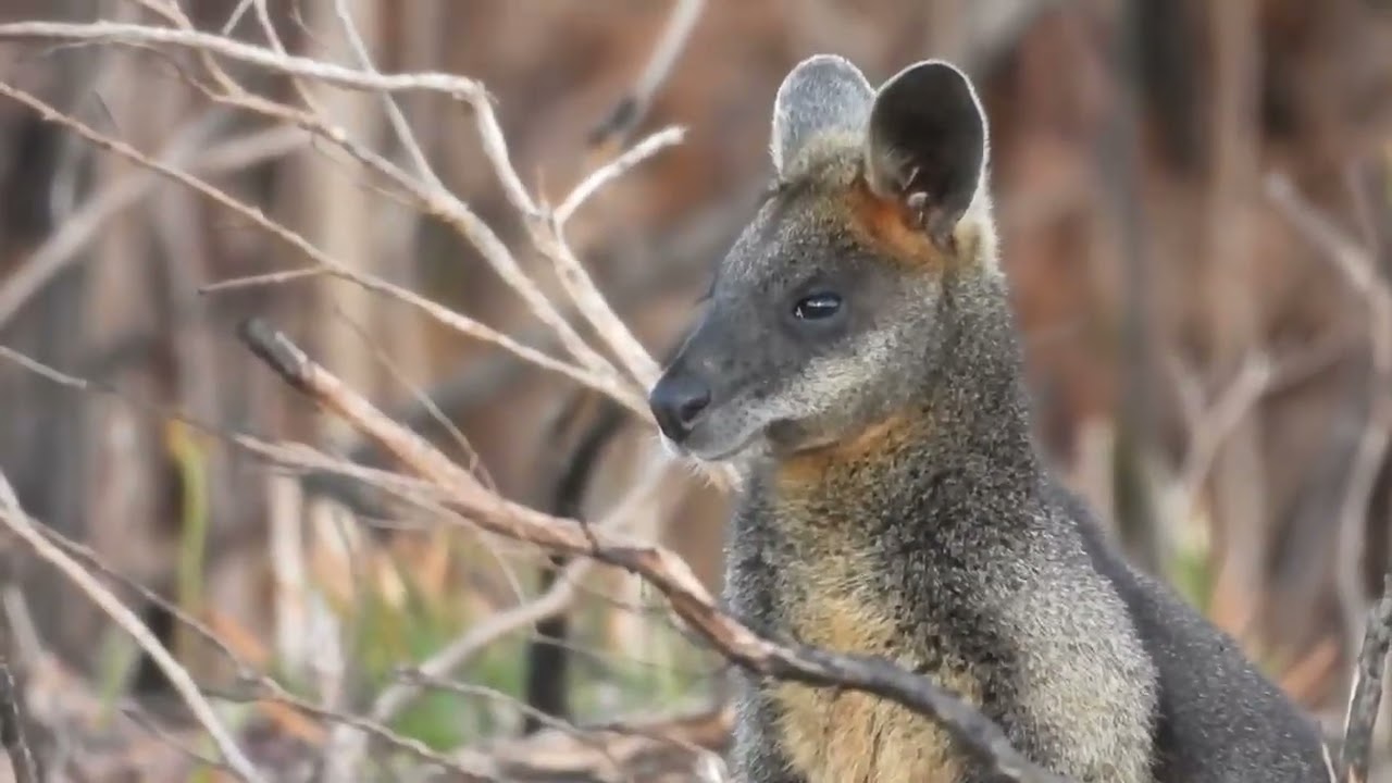 Rare Sighting of a Wallaby at Wilsons Promontory – Caught on Camera!
