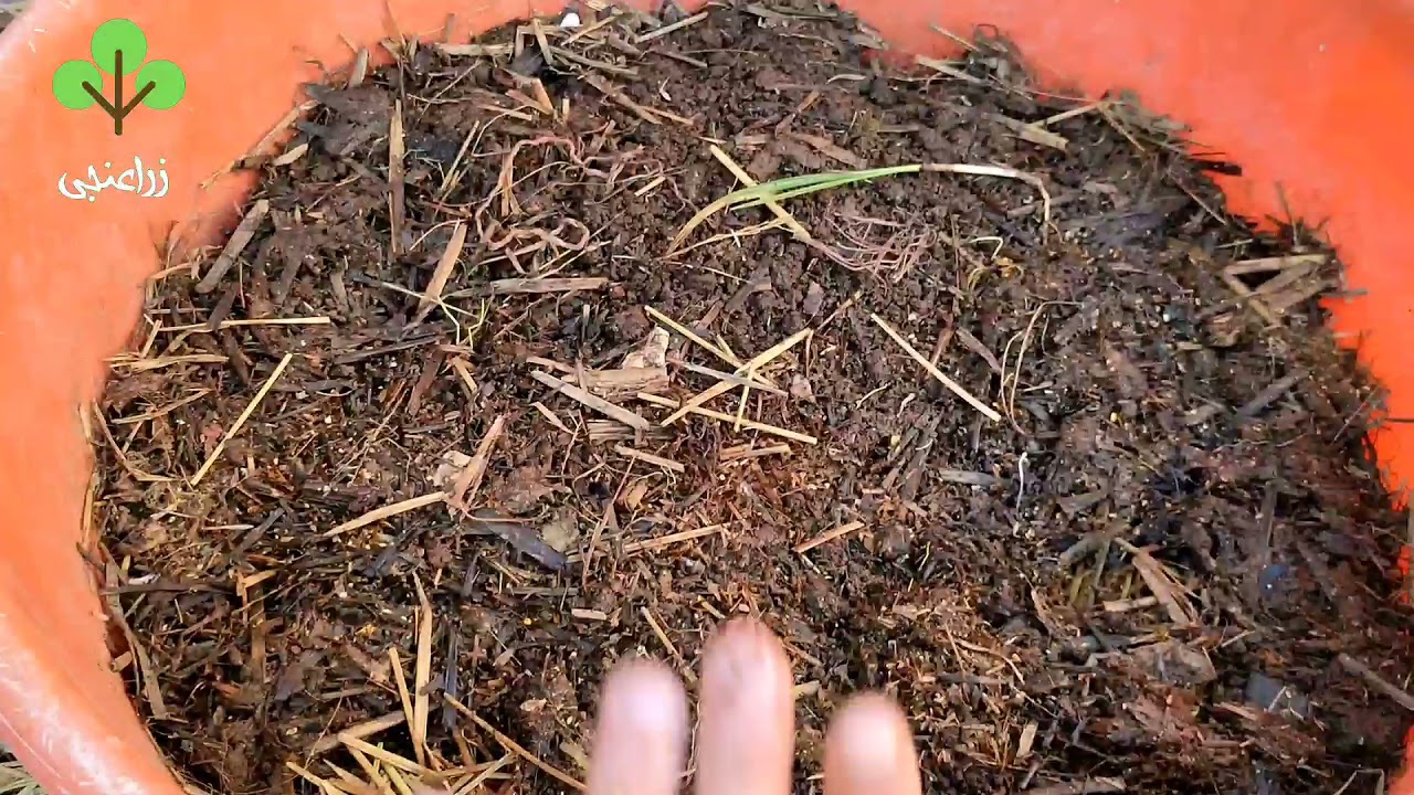 Выращивание компостных червей Редвиглар зимой и в холодное время года на открытых фермах