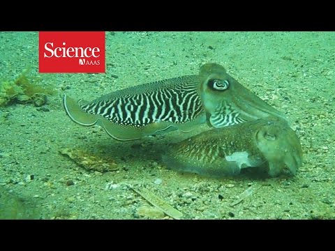 Cuttlefish really know how to fight for their gals, rare video shows