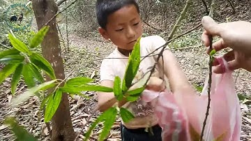 Tshuaj zoo tiv thaiv qaib tuag aws 9/02/2020