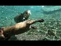 Otters swim in the water to classical music