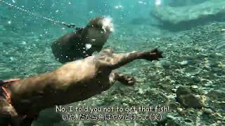 Otters swim in the water to classical music