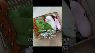 #catshorts #shortsfeed #sponsored #kitten #shortvideo #pets #cute #cat #cutecat #usa