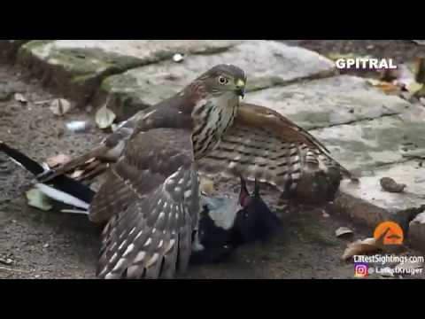 Βίντεο: Θα επιτεθεί ένα γεράκι σε ένα περιστέρι;