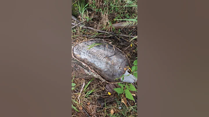 Small USA Made Fixed Blade #youtubeshorts #tools #edc