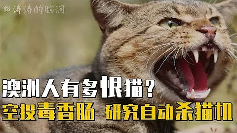 殺貓是保護動物？空投毒香腸，研究自動殺貓機，澳洲人有多恨貓？【濤濤的腦洞江湖】 - 天天要聞