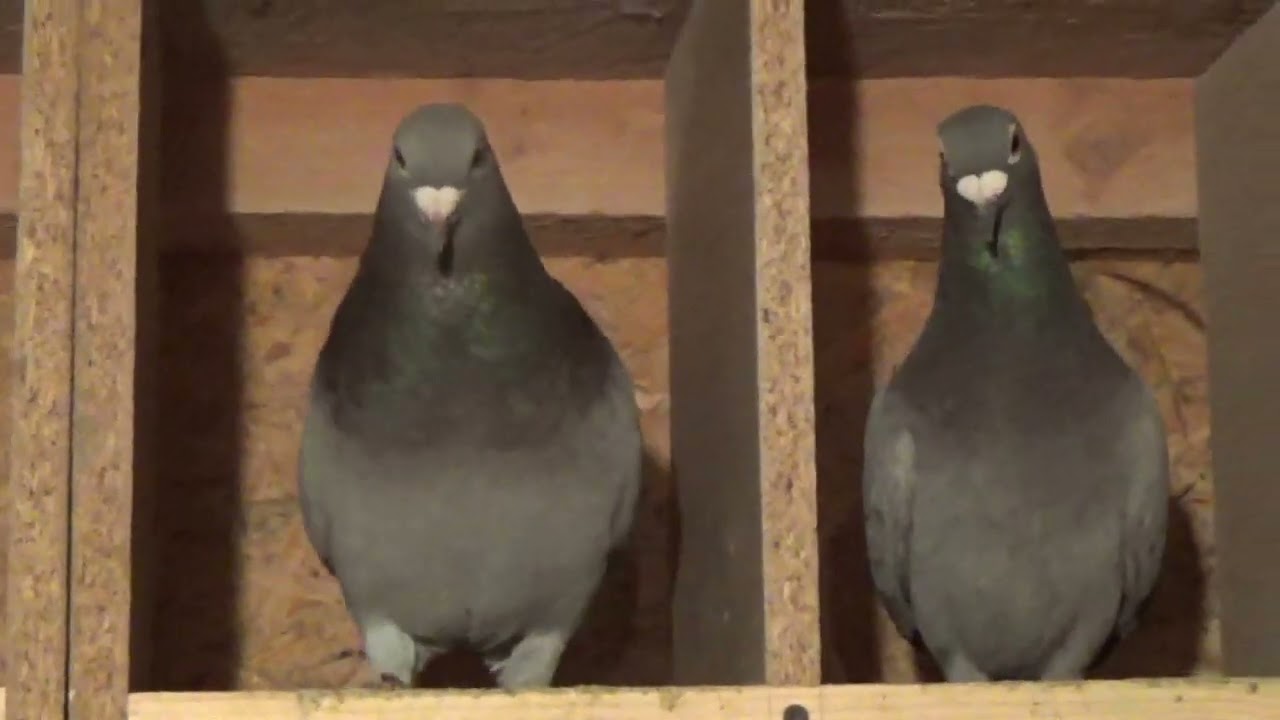 Campion columbofil dl Carstea Sorin Glodeni Dambovita Romania femele vaduve de zbor 10 iunie 2022