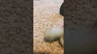 I really like Eminem #shark