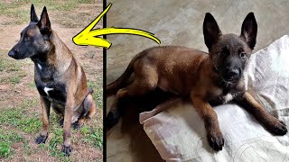 Curiosidades sobre o Pastor Belga Malinois - Pra vc que quer adquiri a raça veja antes esse vídeo.. by Cães em nossa vida!!! 6,679 views 1 month ago 13 minutes, 15 seconds