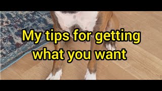 Boxer dog top tips for getting what you want!