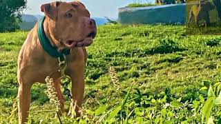Chico Lopezs Ch Mayweather Pedigree