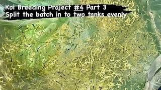 Koi Breeding Project #4 Part 3 - split the batch in to two tanks evenly #koi #koifry #koibreeding