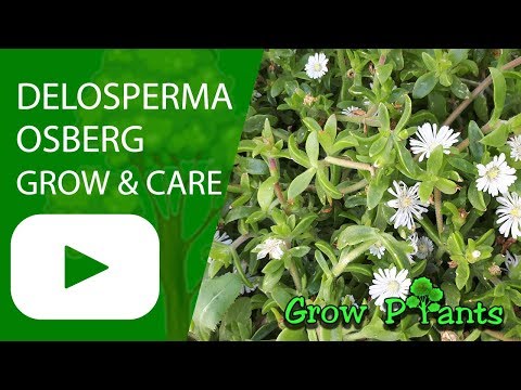 Delosperma Osberg - grow & care (Iceplant)