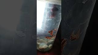 how to see half sun betta fish