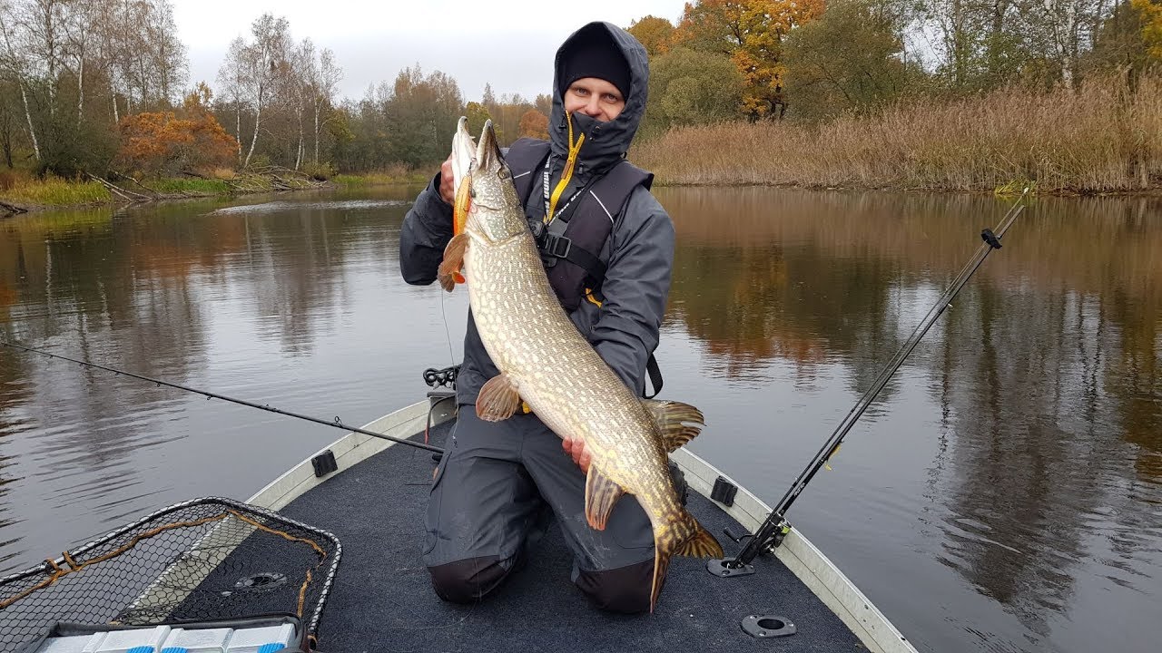 Catching a 9.6kg pike on the Pig Shad Jr || From Estonian river