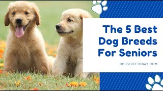 The 5 Best Dog Breeds For Seniors