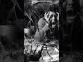 Spider Cellar Instrumental (without “AI” Demons) 🕸️🕷️ Haunted House Ambience #spiders