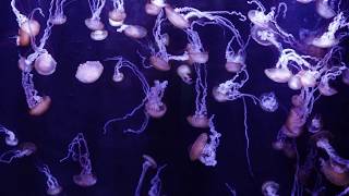 Bass Pro Shop Aquarium  Springfield, Missouri