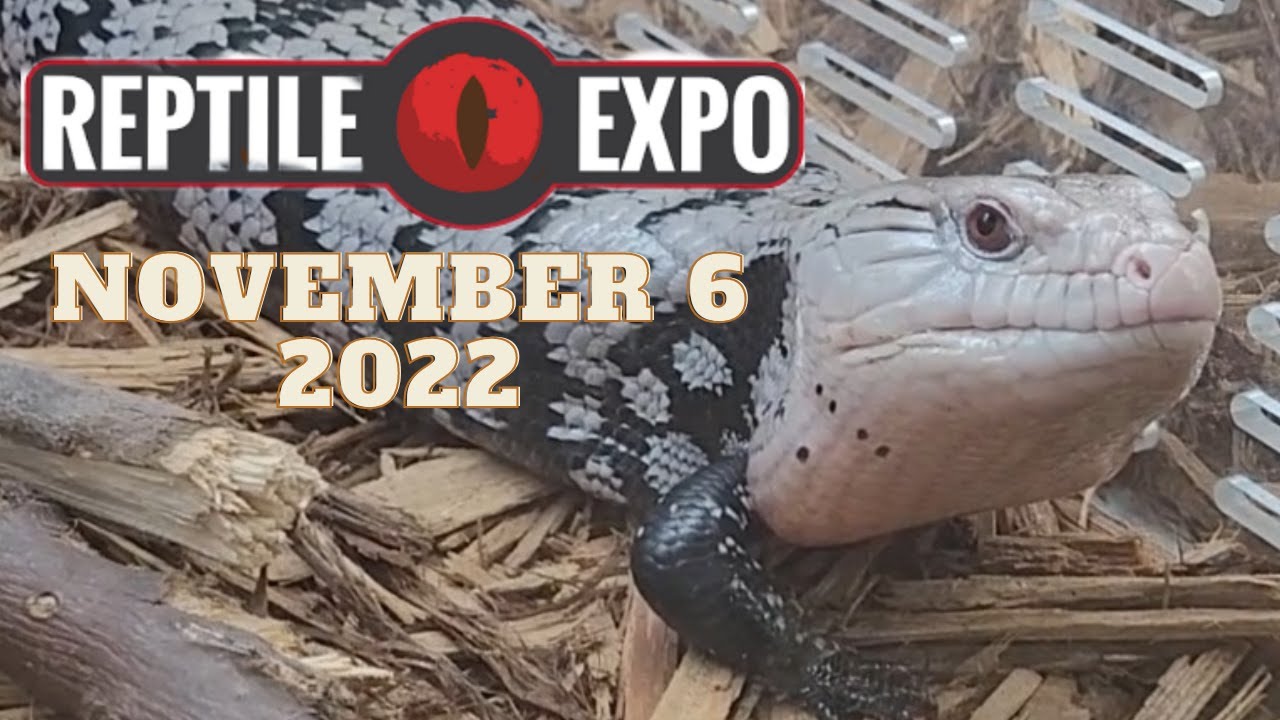 Reptile Expo November 6 2022 YouTube