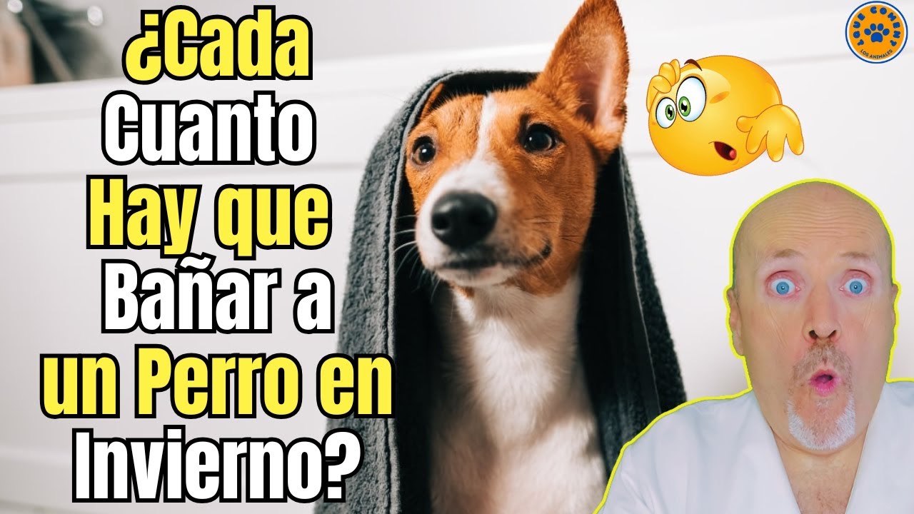 💝 ¿CADA CUANTO HAY QUE BAÑAR A UN PERRO EN INVIERNO? 💝