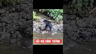 Gấu nâu bất lực trước ký sinh trùng – Cách duy nhất để sống sót khiến ai cũng bất ngờ.