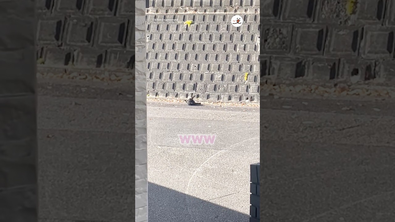 猫かどうかも怪しい｜PECO