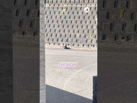 猫かどうかも怪しい｜PECO