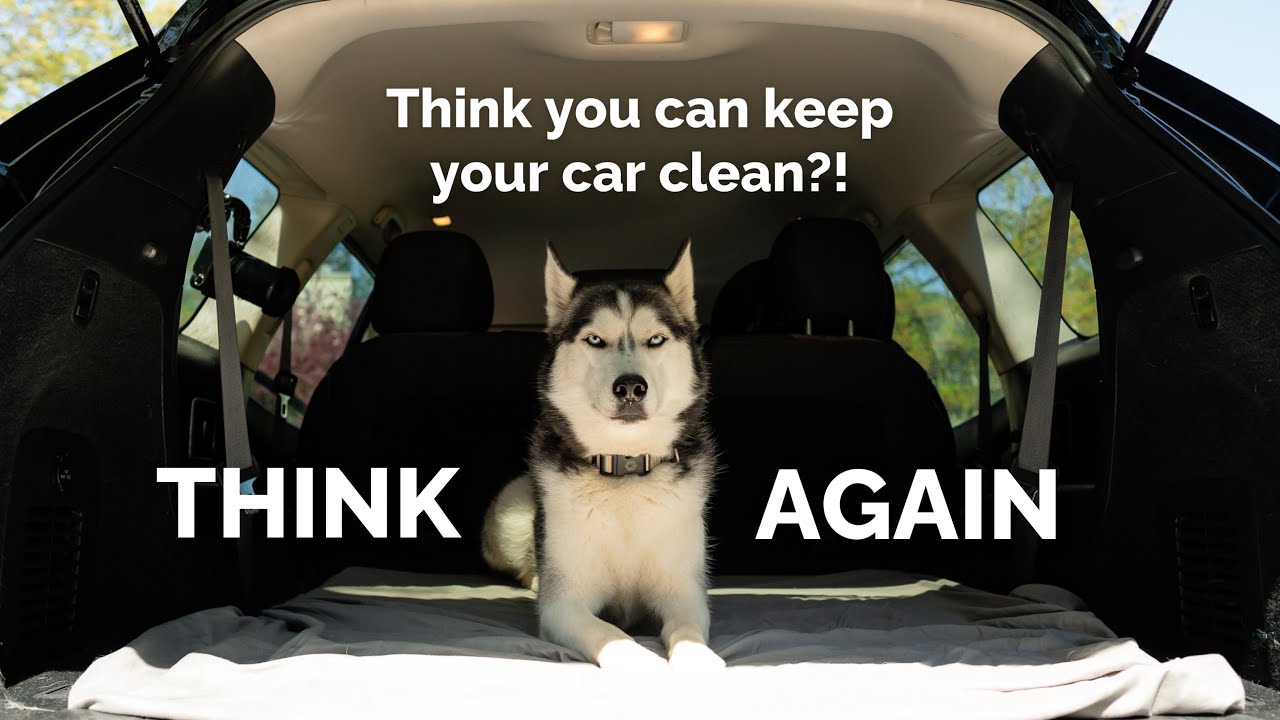 How to Keep Car Clean With Dog  