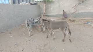 #animals #gadha #donkeys #pets
