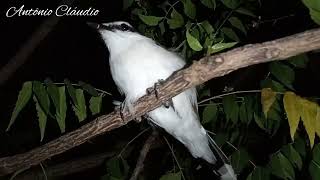 na sua região, como se chama esse pássaro? by Antônio Cláudio🌵☀️ 93 views 3 months ago 1 minute, 28 seconds
