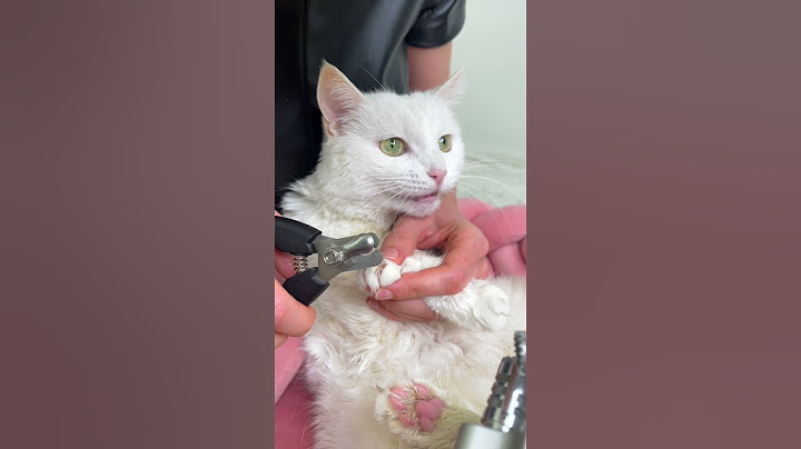 АМCР уход за КОТИКОМ!🤤🤤🤤