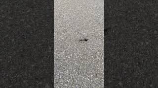 @TarantulaHawk vs Spider in @sandiego