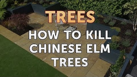 How to Kill Chinese Elm Trees